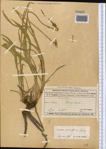 Козелец мелкоцветковый Jacq., Средняя Азия и Казахстан, Муюнкумы, Прибалхашье и Бетпак-Дала (M9) (Казахстан)