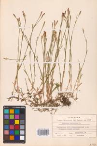 Гвоздика-травянка L., Восточная Европа, Восточный район (E10) (Россия)