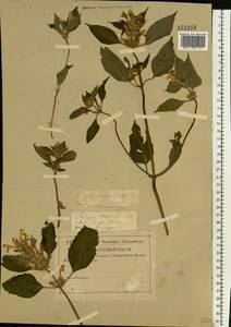 Пикульник красивый, Зябра Mill., Восточная Европа, Центральный лесостепной район (E6) (Россия)