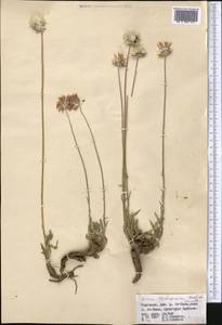 Jurinea thianschanica Regel & Schmalh., Средняя Азия и Казахстан, Северный и Центральный Тянь-Шань (M4) (Киргизия)