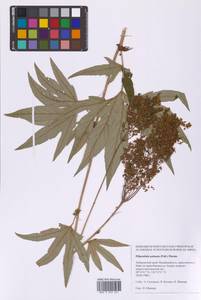 Filipendula digitata (Willd.) Bergmans, Сибирь, Дальний Восток (S6) (Россия)