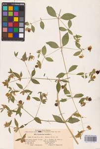 Волдырник ягодный (L.) Durande, Восточная Европа, Центральный лесостепной район (E6) (Россия)