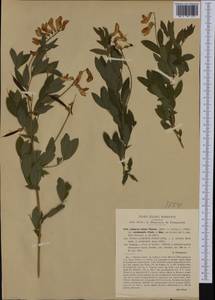 Lathyrus laevigatus subsp. occidentalis (Fisch. & C.A.Mey.)Breistr., Западная Европа (EUR) (Италия)