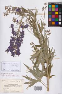 Живокость клиновидная Steven ex DC., Восточная Европа, Нижневолжский район (E9) (Россия)