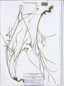 Dichoropetalum schottii (Besser ex DC.) Pimenov & Kljuykov, Западная Европа (EUR) (Греция)