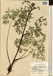 Oreoselinum nigrum Delarbre, Восточная Европа, Средневолжский район (E8) (Россия)