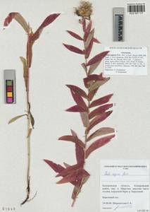 Pentanema salicinum subsp. asperum (Poir.) Mosyakin, Сибирь, Алтай и Саяны (S2) (Россия)
