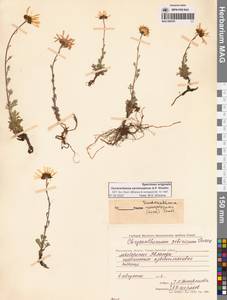 Chrysanthemum zawadzkii subsp. peleiolepis (Trautv.) Zuev, Сибирь, Чукотка и Камчатка (S7) (Россия)
