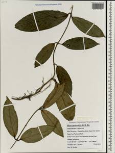 Hoya carnosa (L. fil.) R. Br., Зарубежная Азия (ASIA) (Вьетнам)