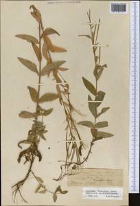 Кипрей мелкоцветковый Schreb., Средняя Азия и Казахстан, Северный и Центральный Тянь-Шань (M4) (Киргизия)