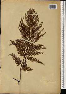 Vandenboschia radicans (Sw.) Copel., Зарубежная Азия (ASIA) (Неизвестно)