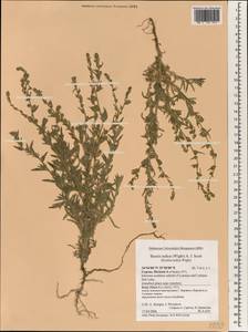 Bassia indica (Wight) A. J. Scott, Зарубежная Азия (ASIA) (Кипр)