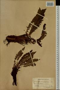 Щитовник пахучий (L.) Schott, Сибирь, Чукотка и Камчатка (S7) (Россия)