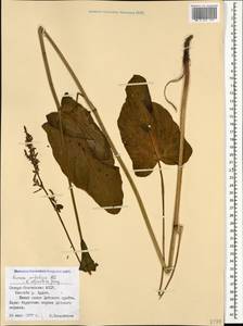 Rumex scutatus subsp. scutatus, Кавказ, Северная Осетия, Ингушетия и Чечня (K1c) (Россия)