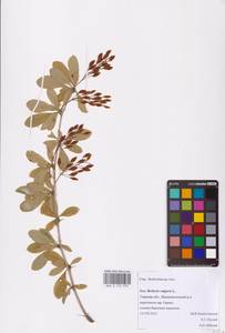 Барбарис обыкновенный L., Восточная Европа, Северо-Западный район (E2) (Россия)