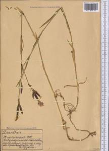 Гвоздика, Средняя Азия и Казахстан, Северный и Центральный Тянь-Шань (M4) (Киргизия)