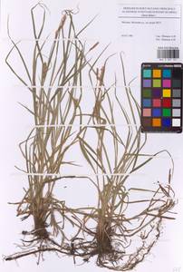 Осока мохнатая, Осока коротковолосистая L., Восточная Европа, Московская область и Москва (E4a) (Россия)