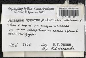 Bryoerythrophyllum recurvirostrum (Hedw.) P.C. Chen, Гербарий мохообразных, Мхи - Чукотка и Камчатка (B21) (Россия)