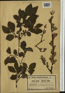 Salix aurita × silesiaca, Западная Европа (EUR) (Польша)