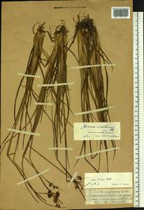 Juncus castaneus subsp. triceps (Rostk.) V. Novik., Сибирь, Чукотка и Камчатка (S7) (Россия)