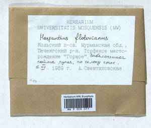 Harpanthus flotovianus (Nees) Nees, Гербарий мохообразных, Мхи - Карелия, Ленинградская и Мурманская области (B4) (Россия)
