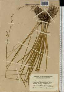 Венечник ветвистый L., Восточная Европа, Молдавия (E13a) (Молдавия)