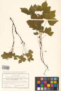 Костяника хмелелистная C.A.Mey., Восточная Европа, Волжско-Камский район (E7) (Россия)