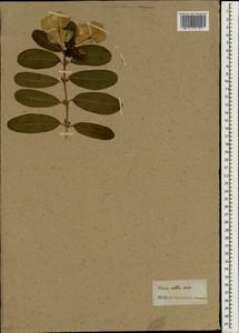 Tabernaemontana divaricata (L.) R. Br. ex Roem. & Schult., Зарубежная Азия (ASIA) (Неизвестно)