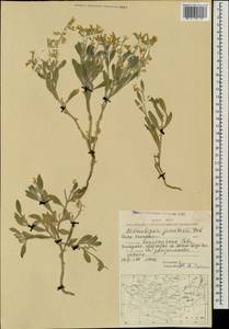 Microstigma brachycarpum Botsch., Монголия (MONG) (Монголия)