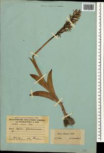 Ятрышник Стевена (Rchb.f.) B.Baumann & al., Кавказ, Южная Осетия (K4b) (Южная Осетия)