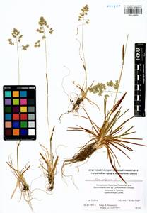 Мятлик альпийский L., Сибирь, Прибайкалье и Забайкалье (S4) (Россия)