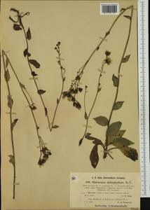 Hieracium flagelliferum Ravaud, Западная Европа (EUR) (Швейцария)