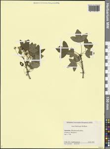 Клен грузинский (M.Bieb.) Yalt., Кавказ, Армения (K5) (Армения)