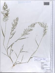 Полевичка малая Host, Восточная Европа, Белоруссия (E3a) (Белоруссия)