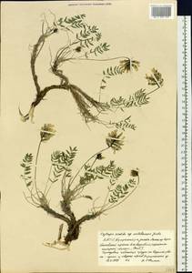 Остролодочник грязноватый (Willd.) Pers., Сибирь, Якутия (S5) (Россия)