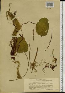 Болотоцветник щитковый (S. G. Gmel.) Kuntze, Сибирь, Прибайкалье и Забайкалье (S4) (Россия)