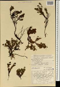 Empetrum nigrum subsp. stenopetalum (V. N. Vassil.) Nedol., Монголия (MONG) (Монголия)