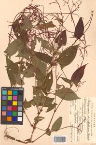 Горец рассеянноцветковый (Hemsl.) H. Gross ex T. Mori, Сибирь, Дальний Восток (S6) (Россия)