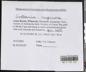 Gollania ruginosa (Mitt.) Broth., Гербарий мохообразных, Мхи - Дальний Восток (без Чукотки и Камчатки) (B20) (Россия)