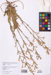 Смолевка клейкая (L.) Pers., Восточная Европа, Нижневолжский район (E9) (Россия)