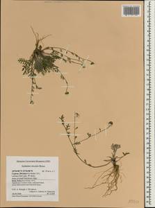 Anthemis tricolor Boiss., Зарубежная Азия (ASIA) (Кипр)