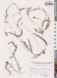 Пузырчатка средняя  Hayne, Сибирь, Чукотка и Камчатка (S7) (Россия)