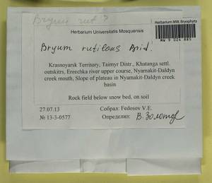 Ptychostomum rutilans (Brid.) J.R. Spence, Гербарий мохообразных, Мхи - Красноярский край, Тыва и Хакасия (B17) (Россия)