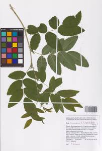 Шиповник майский Herrm., Восточная Европа, Нижневолжский район (E9) (Россия)