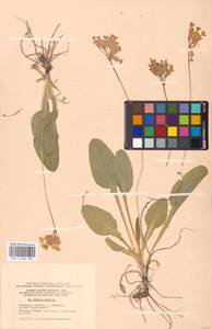 Первоцвет весенний L., Восточная Европа, Московская область и Москва (E4a) (Россия)