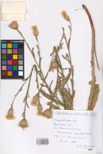Centaurea glastifolia subsp. glastifolia, Восточная Европа, Нижневолжский район (E9) (Россия)