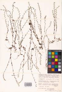 MHA 0 153 239, Незабудка прямостоячая Link ex Roem. & Schult., Восточная Европа, Нижневолжский район (E9) (Россия)