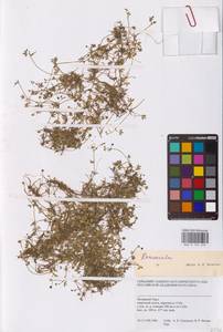 Лютик, Сибирь, Западная Сибирь (S1) (Россия)