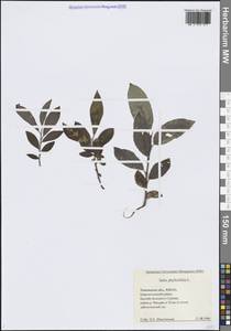 Ива филиколистная L., Сибирь, Западная Сибирь (S1) (Россия)