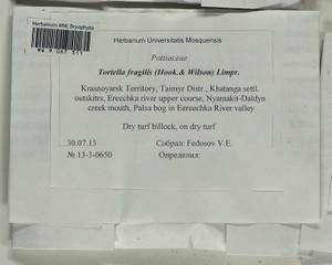 Tortella fragilis (Drumm.) Limpr., Гербарий мохообразных, Мхи - Красноярский край, Тыва и Хакасия (B17) (Россия)